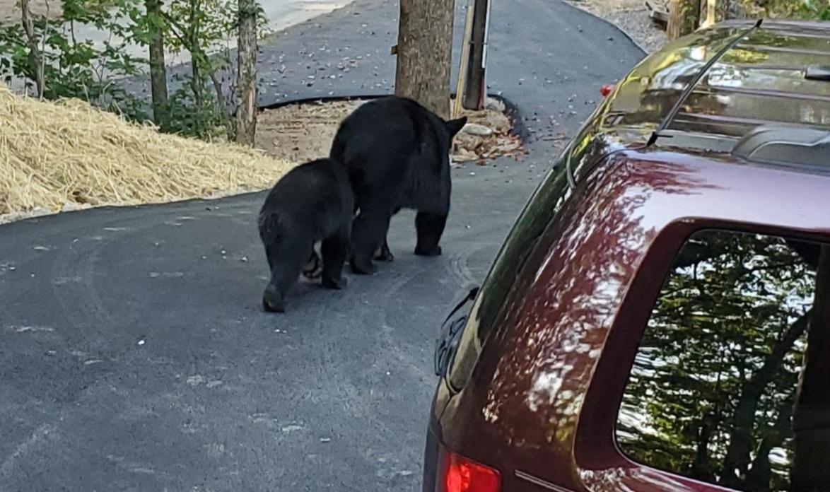 Вилла Can'T "Bear" To Leave Севьервилл Экстерьер фото