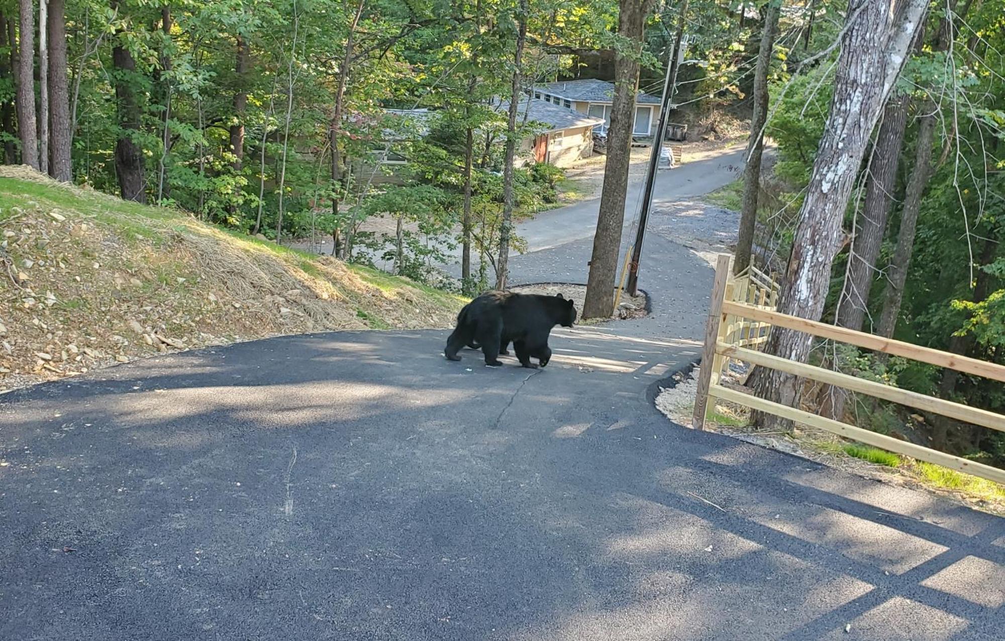 Вилла Can'T "Bear" To Leave Севьервилл Экстерьер фото